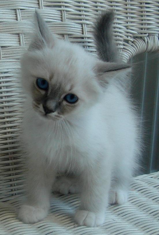 Elwood – Birma (Heilige Birma) Kitten – Foto 5