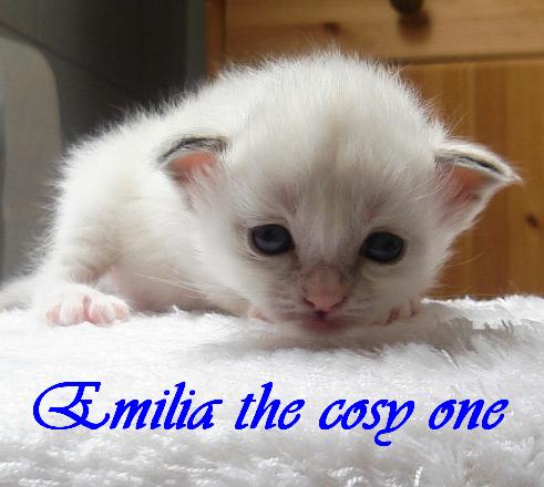 Emilia the cosy One – Birma (Heilige Birma) Kitten – Foto 4