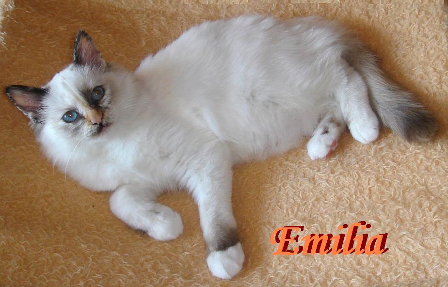 Emilia the cosy One – Heilige Birma, Chocolate Tortie Point – Foto 2