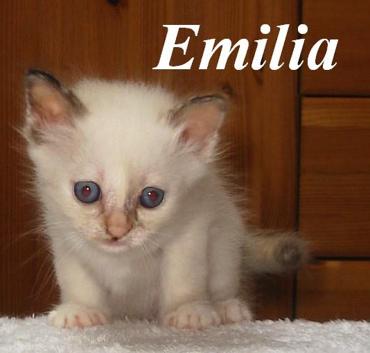 Emilia the cosy One – Birma (Heilige Birma) Kitten – Foto 2