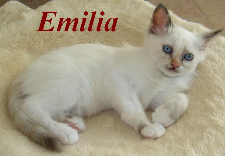 Emilia the cosy One – Birma (Heilige Birma) Kitten