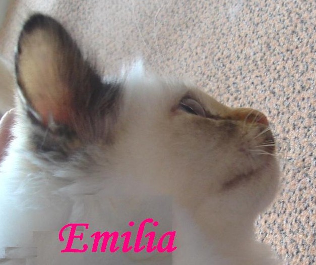 Emilia the cosy One – Heilige Birma, Chocolate Tortie Point – Foto 3
