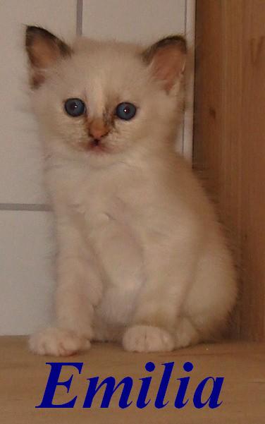 Emilia the cosy One – Birma (Heilige Birma) Kitten – Foto 3