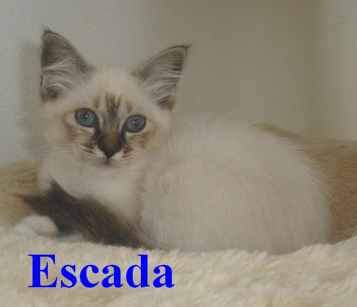 Escada – chaton Birman (Sacré de Birmanie) – Photo 2