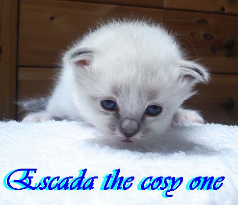 Escada – chaton Birman (Sacré de Birmanie) – Photo 6