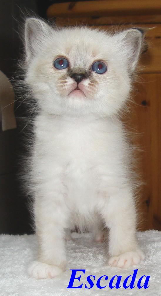 Escada – chaton Birman (Sacré de Birmanie) – Photo 4