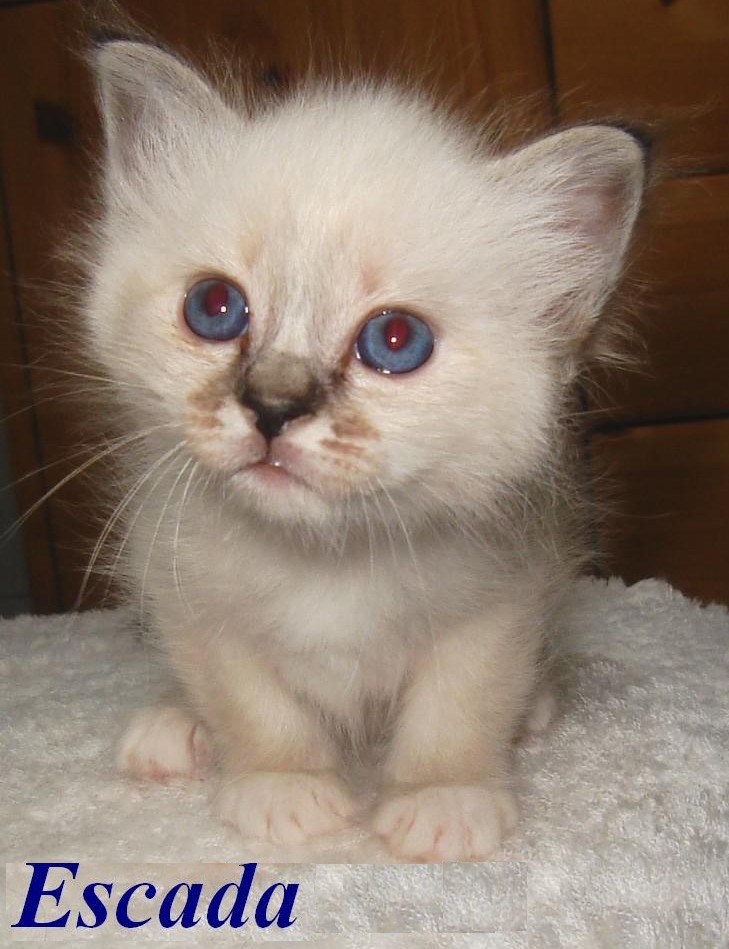 Escada – chaton Birman (Sacré de Birmanie) – Photo 5