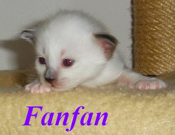 Fanfan – chaton Sacré de Birmanie, Seal Point – Photo 3