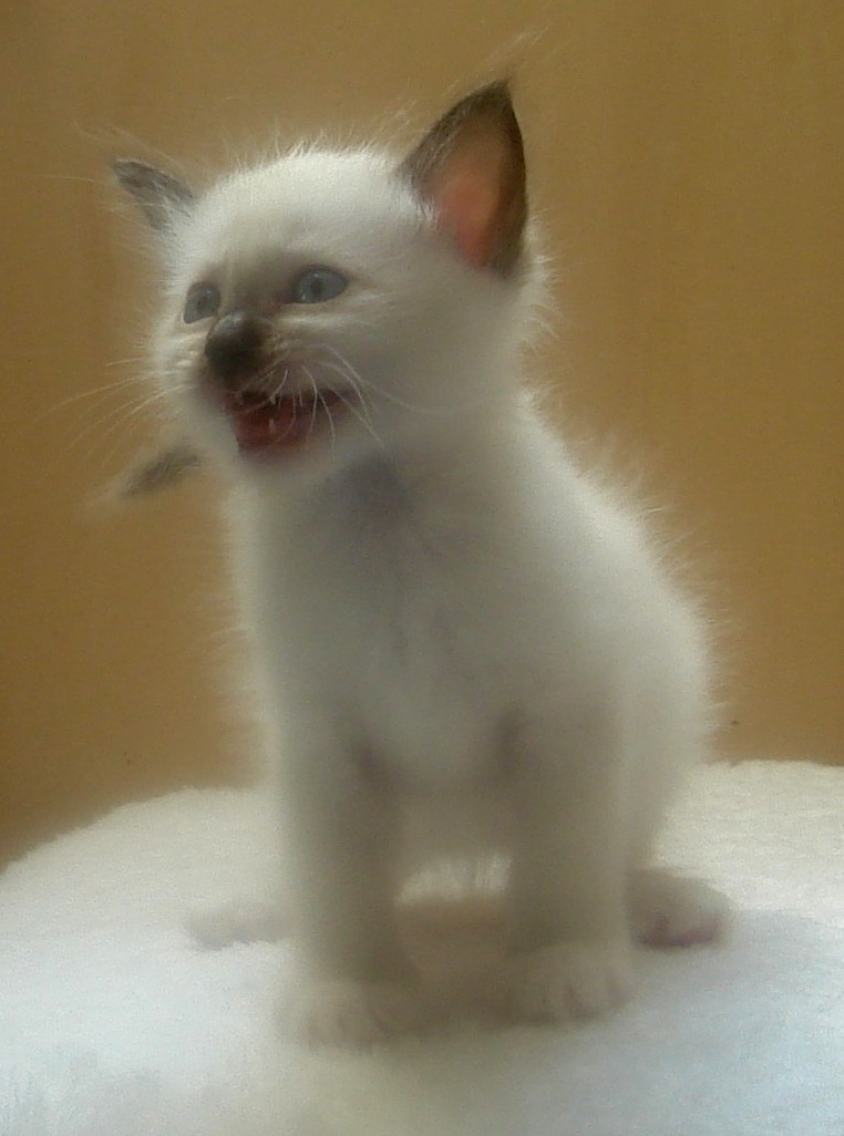 Fanfan – chaton Sacré de Birmanie, Seal Point – Photo 2