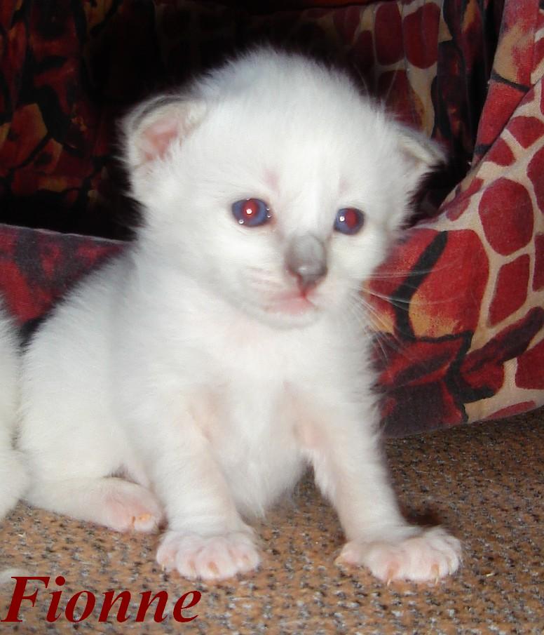 Fionne – Birman (Sacred Birman) kitten, Blue Point – Photo 4