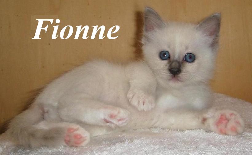 Fionne – Birman (Sacred Birman) kitten, Blue Point – Photo 3