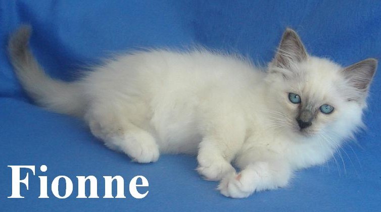 Fionne
