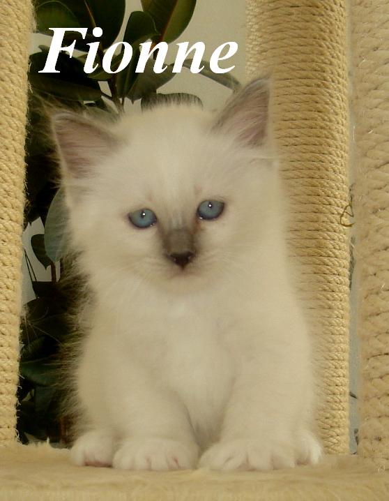 Fionne – Birman (Sacred Birman) kitten, Blue Point – Photo 2