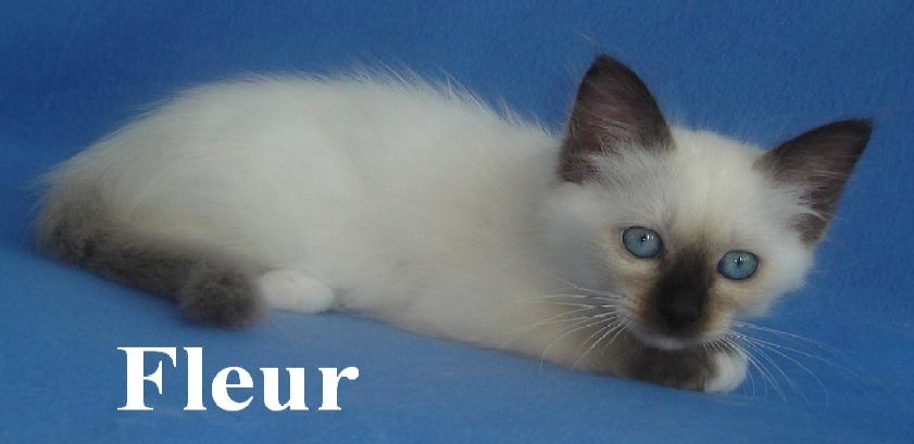 Fleur – Birman (Sacred Birman) kitten, Seal Point
