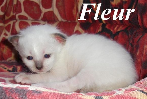 Fleur – Birman (Sacred Birman) kitten, Seal Point – Photo 4