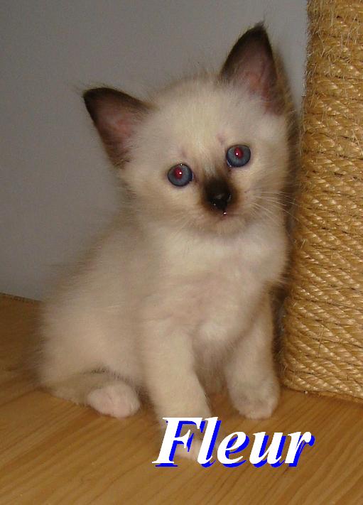 Fleur – Birman (Sacred Birman) kitten, Seal Point – Photo 3