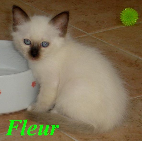 Fleur – Birman (Sacred Birman) kitten, Seal Point – Photo 2