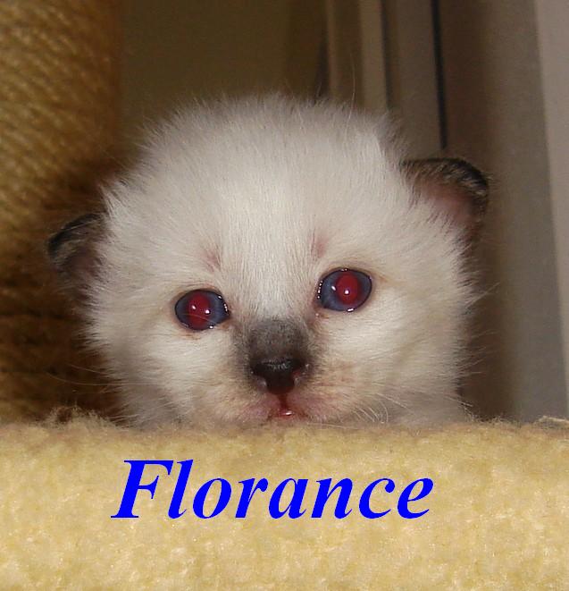 Florance the cosy One – Birma (Heilige Birma) Kitten, Seal Point – Foto 4