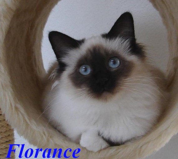 Florance the cosy One – Heilige Birma, Seal Point – Foto 3