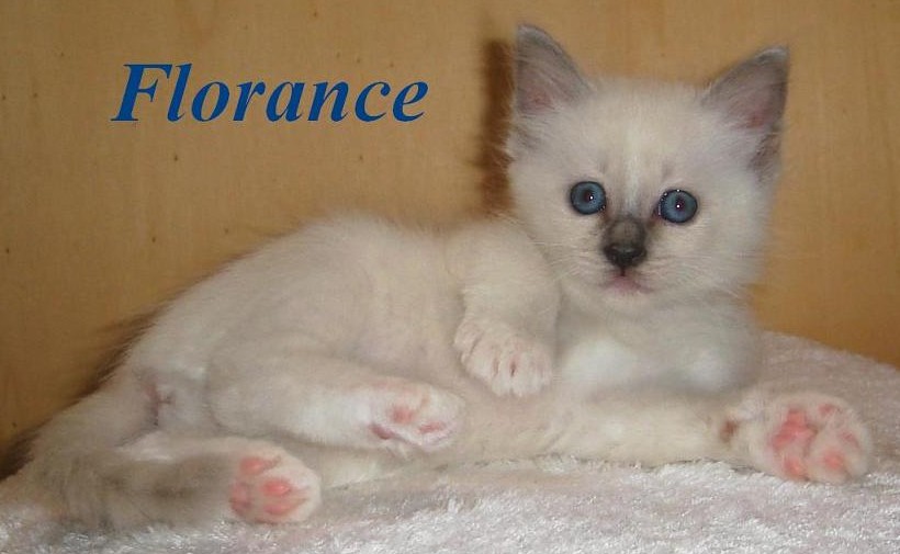 Florance the cosy One – Birma (Heilige Birma) Kitten, Seal Point – Foto 3