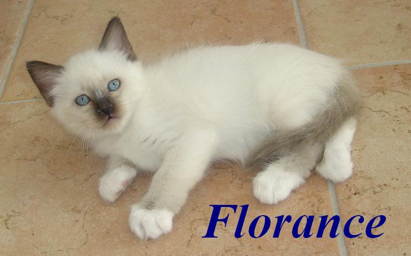 Florance the cosy One – Birma (Heilige Birma) Kitten, Seal Point – Foto 2