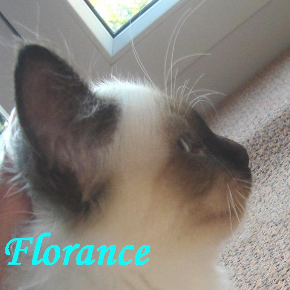 Florance the cosy One – Heilige Birma, Seal Point – Foto 5