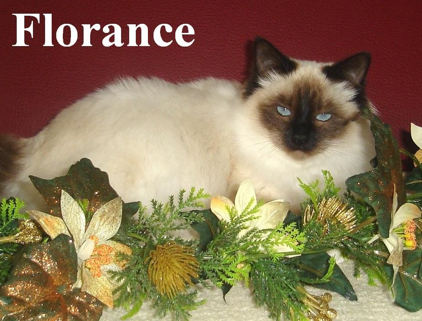 Florance the cosy One – Heilige Birma, Seal Point – Foto 2