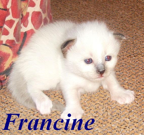 Francine – Birma (Heilige Birma) Kitten, Blue Point – Foto 4