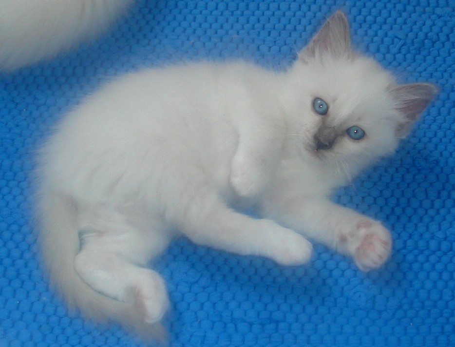 Francine – Birma (Heilige Birma) Kitten, Blue Point – Foto 3