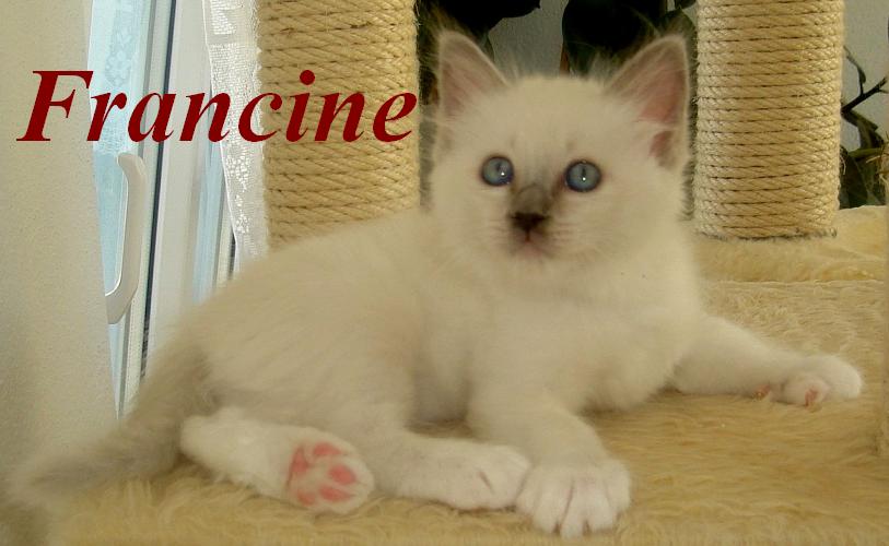 Francine – Birma (Heilige Birma) Kitten, Blue Point – Foto 2