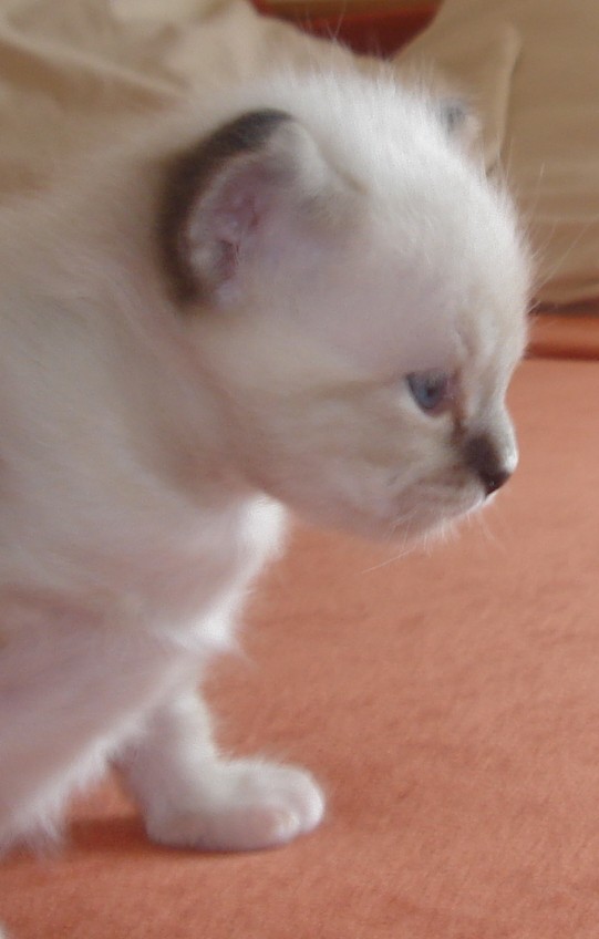 Gerome – Birma (Heilige Birma) Kitten – Foto 2