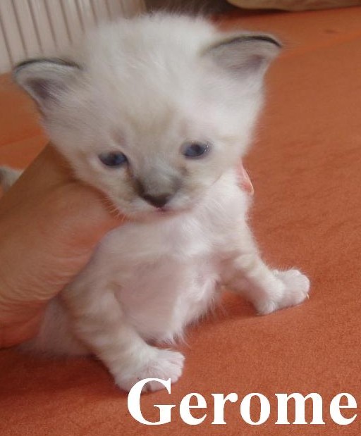 Gerome