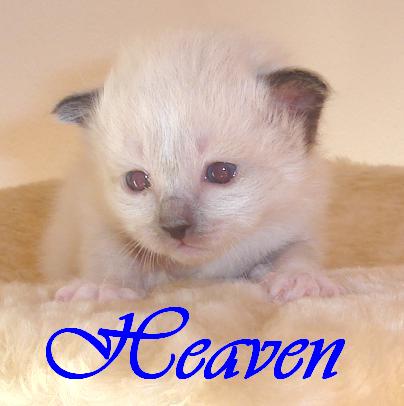 Heaven – Birma (Heilige Birma) Kitten – Foto 3