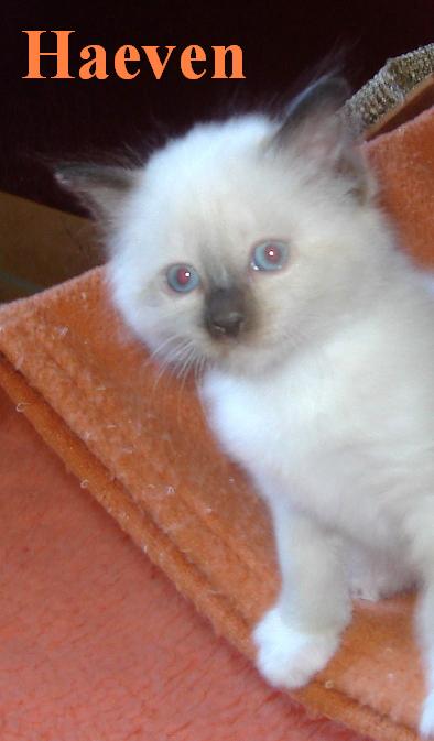 Heaven – Birma (Heilige Birma) Kitten – Foto 2