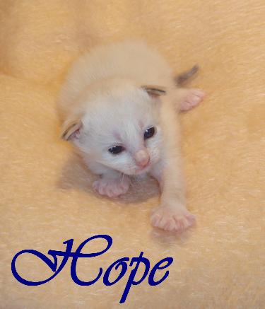 Hope – Birma (Heilige Birma) Kitten – Foto 4