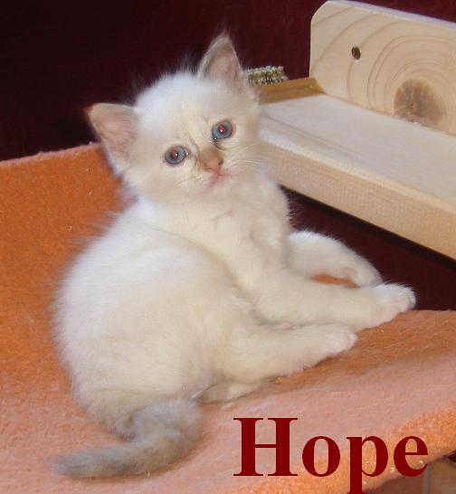 Hope – Birma (Heilige Birma) Kitten – Foto 3