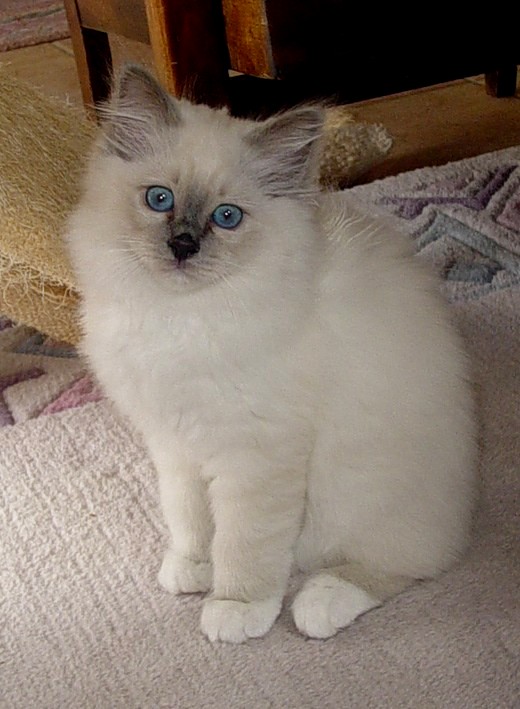 Mr. Blue – Birma (Heilige Birma) Kitten – Foto 2