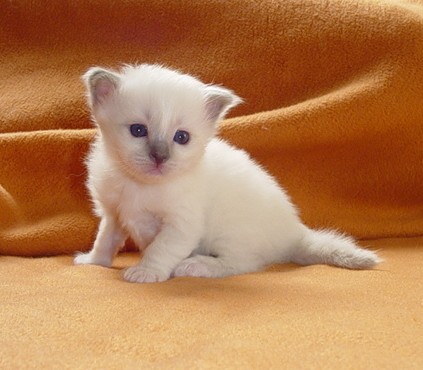 Mr. Blue – Birma (Heilige Birma) Kitten – Foto 5