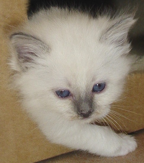 Mr. Blue – Birma (Heilige Birma) Kitten – Foto 4