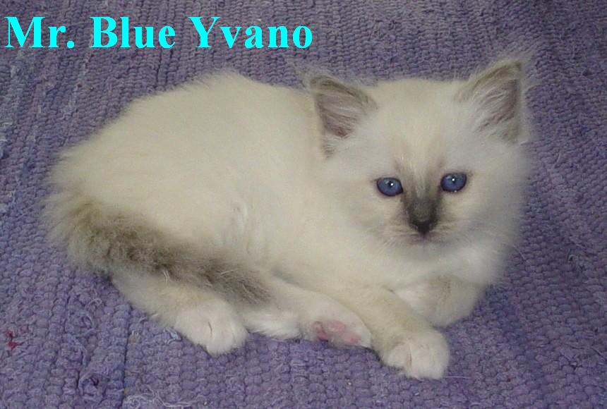 Mr. Blue – Birma (Heilige Birma) Kitten – Foto 3