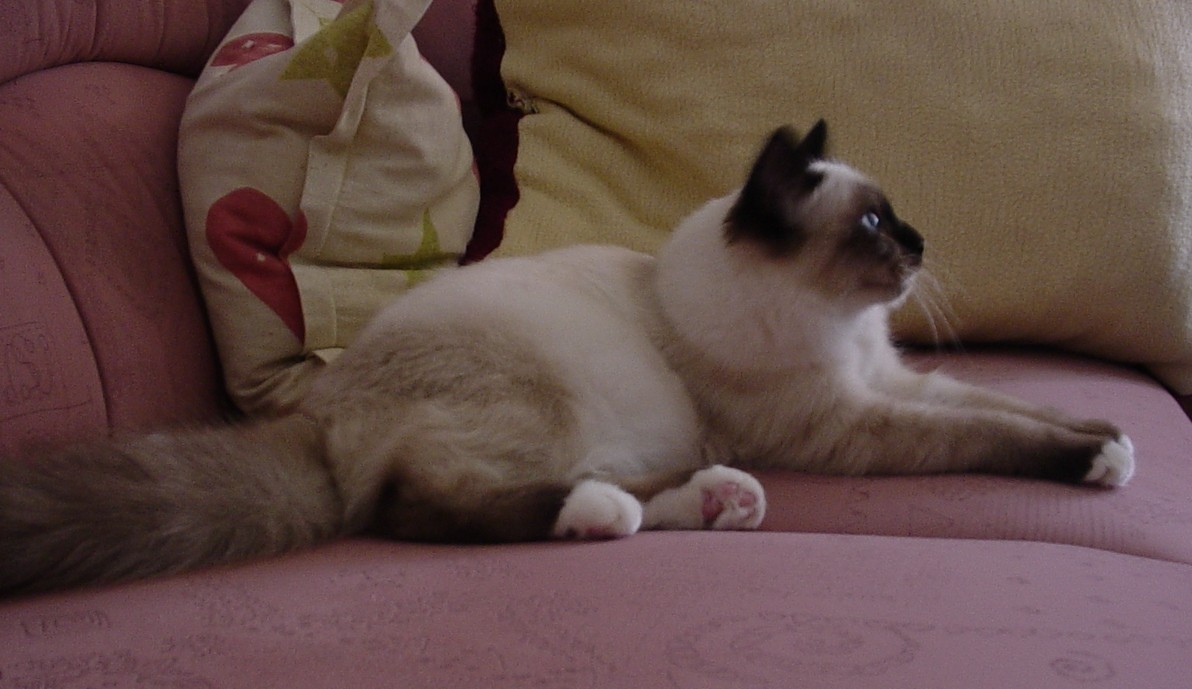Ch. Quendolin the cosy One – Sacred Birman, Seal Point – Photo 2