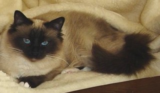 Ch. Quendolin the cosy One