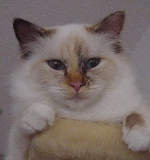 Vanilla the cosy One