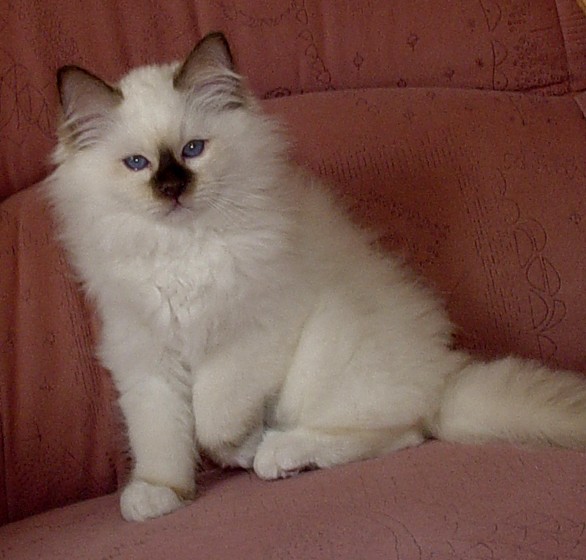 Yasha