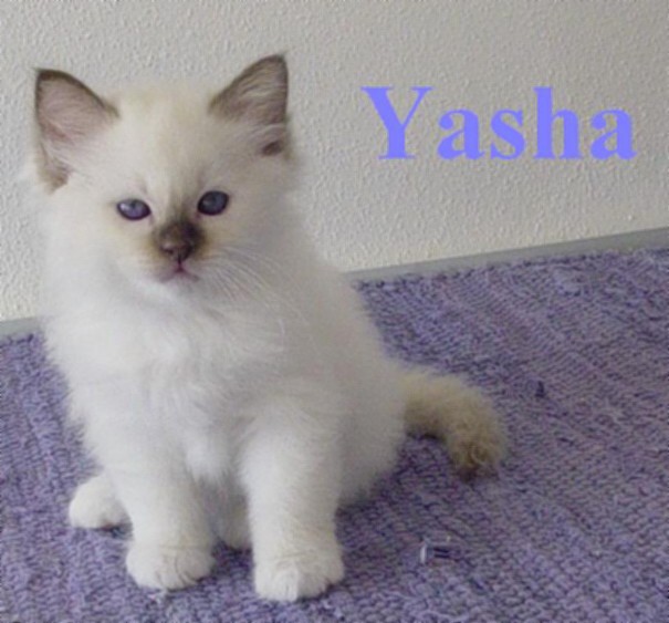 Yasha – chaton Sacré de Birmanie – Photo 2