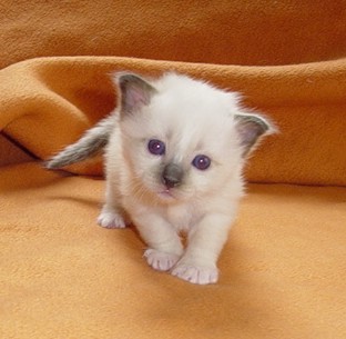 Yezarro – Chaton Sacré de Birmanie – Photo 5