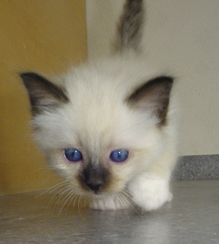 Yezarro – Chaton Sacré de Birmanie – Photo 4