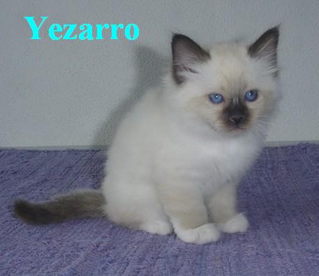 Yezarro – Chaton Sacré de Birmanie – Photo 3