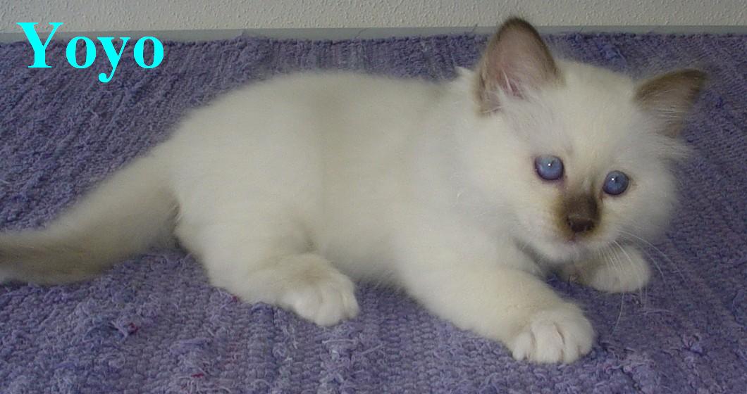 Yo-Yo – Birma (Heilige Birma) Kitten – Foto 3