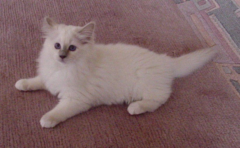 Yuana the cosy one – Sacred Birman, Lilac Point – Photo 7